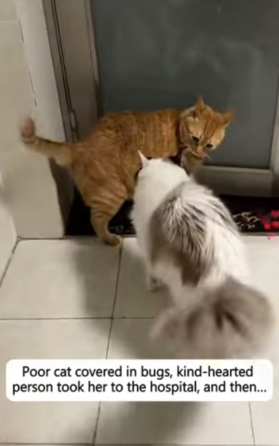 C2107005 Poor cat covered in bugs kind hearted person took her to the hospital part2