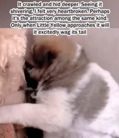 C1707004 I found a little dog that had lost its mother part2