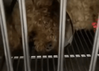 C2107007 The injured puppy was lying on the roadside panting part 2