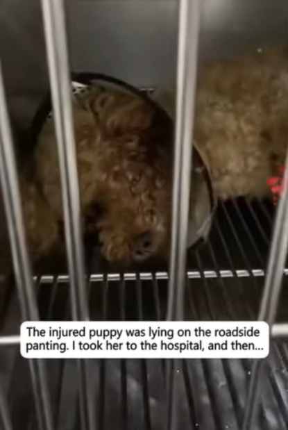 C2107007 The injured puppy was lying on the roadside panting part 2