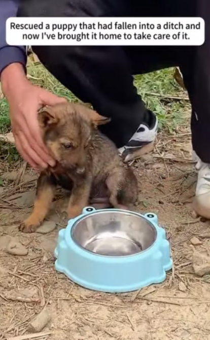 C2207002 Its body was broken—but its will to live was stronger than pain part2