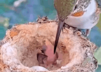 C2207003 Found barely alive, wrapped in wire and bleeding out part2