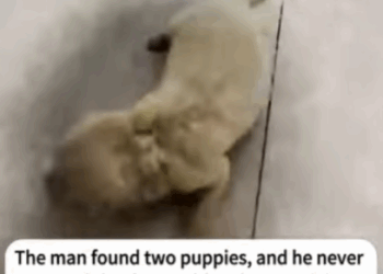 C2207004 Abandoned and crushed—its final moments were too heartbreaking to watch part2