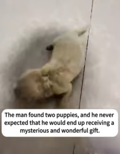 C2207004 Abandoned and crushed—its final moments were too heartbreaking to watch part2