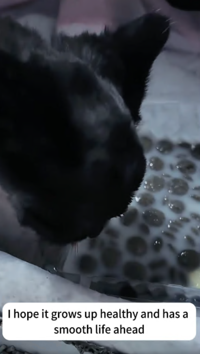 C2207005 This tiny soul was gasping for air… and no one noticed part2