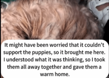 C2207006 They thought it was just trash—until it blinked through the blood part2