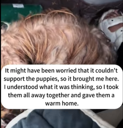 C2207006 They thought it was just trash—until it blinked through the blood part2