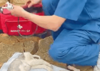 C2207007 Covered in scars and wounds, it still hoped someone would care part2