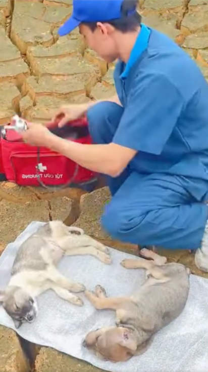 C2207007 Covered in scars and wounds, it still hoped someone would care part2