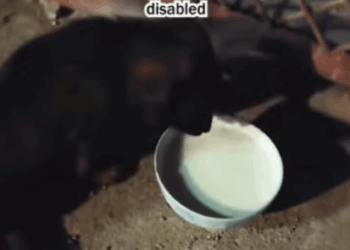 C1707005 Perhaps it was fate that the little dog with disabled hind leg part2