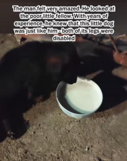 C1707005 Perhaps it was fate that the little dog with disabled hind leg part2