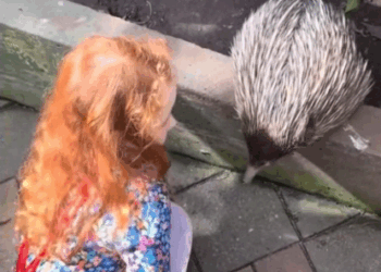 C2107001 Men rescued poor echidna from floodwaters part 2