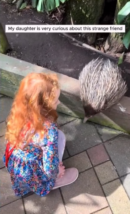 C2107001 Men rescued poor echidna from floodwaters part 2
