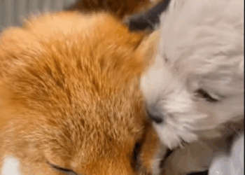 C2107002 Man rescued fox with its head stuck in jar part2