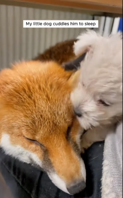 C2107002 Man rescued fox with its head stuck in jar part2