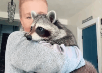 C2107004 Girl rescued a reckless raccoon and adopted it part 2