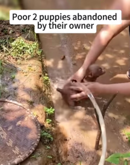 C2107005 Save brother rescue puppy part 2