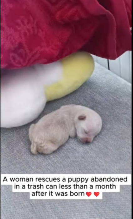 C2107006 Save little dog animals rescue dog love part2