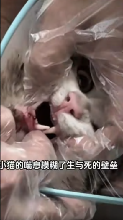 C2107007 Rescue poor kitty hit by car part 2