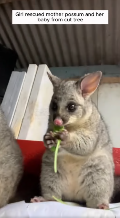 C2207002 They thought it was just trash until they heard a weak cry from inside part