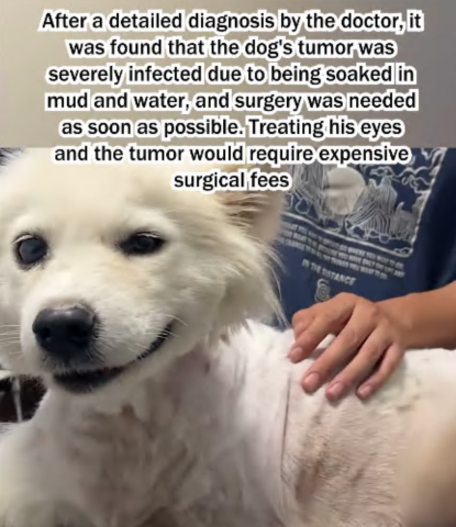 C1707006 Rescue a abandoned puppy dog part2