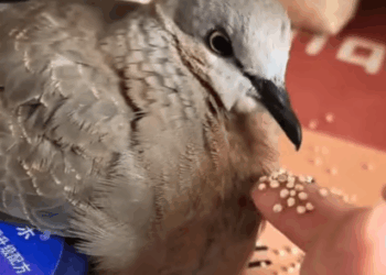 C2207006 He lay there shaking and silent… until the camera zoomed in part2