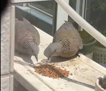 C2207007 The poor dove was trapped released it rescuebird dove pigeon part2