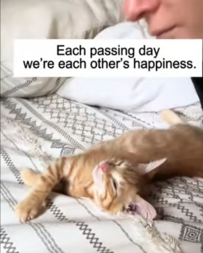 C2307002 I found a newborn kitten lying by the roadside part 2