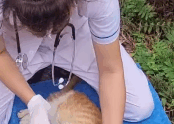 C2307003 More hour trying to save the cat from death and then rescue part2