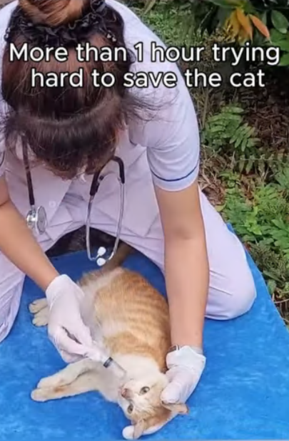 C2307003 More hour trying to save the cat from death and then rescue part2