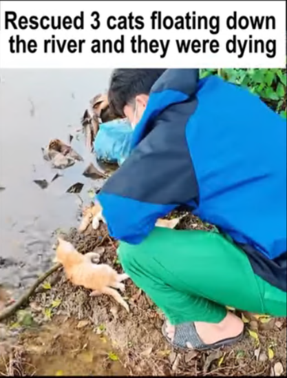 C2307004 Rescued cats rescue rescueanimals part2