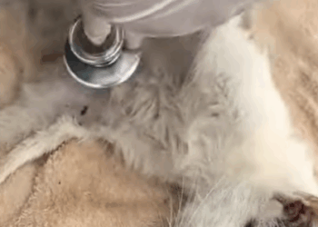 C2307005 The girl rescued kitten on the roadside rescue part2