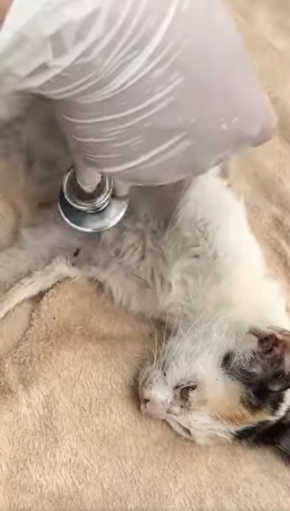 C2307005 The girl rescued kitten on the roadside rescue part2