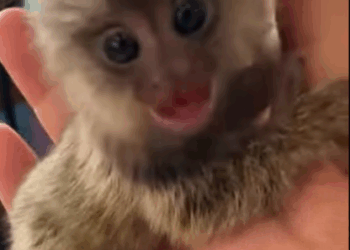 C2307006 This couple brought home a strange baby monkey and then part 2