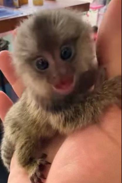 C2307006 This couple brought home a strange baby monkey and then part 2