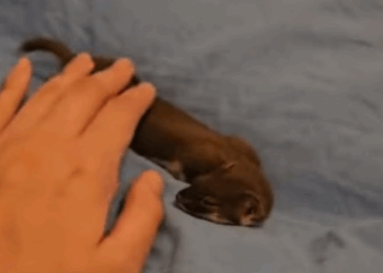 C2307007 We found a tiny soul barely breathing on the road and then part 2