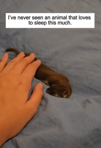 C2307007 We found a tiny soul barely breathing on the road and then part 2