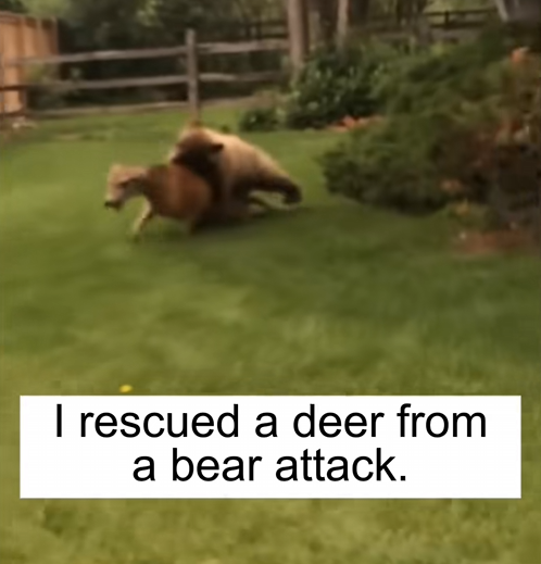 C2407001 I rescued a deer from a bear attack and then_part1