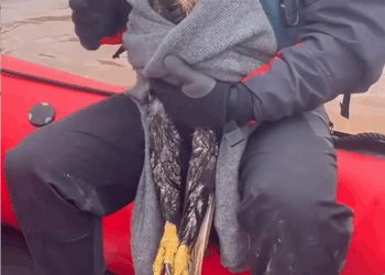 C2407002 Kind people rescued an injured eagle that fell into the water and the_part2