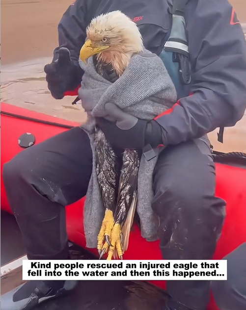 C2407002 Kind people rescued an injured eagle that fell into the water and the_part2