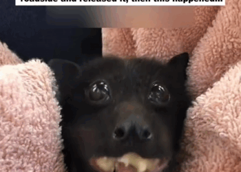 C2407003 kind woman rescued wounded bat on the roadside and released it _part2