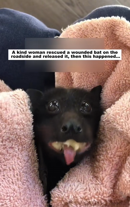 C2407003 kind woman rescued wounded bat on the roadside and released it _part2