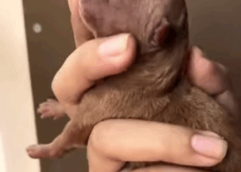 C2407004 Never expected to come across newborn puppy on the road like this part2