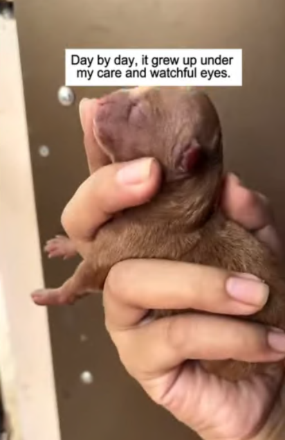 C2407004 Never expected to come across newborn puppy on the road like this part2