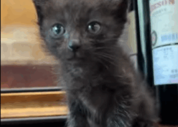 C2407005 Rescue a kitty stuck in the mud and then rescue part2