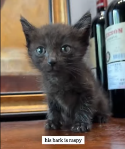 C2407005 Rescue a kitty stuck in the mud and then rescue part2