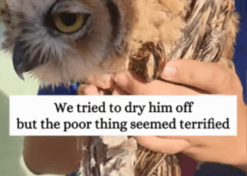 C2407006 Rescue drowning owl and then rescue part2