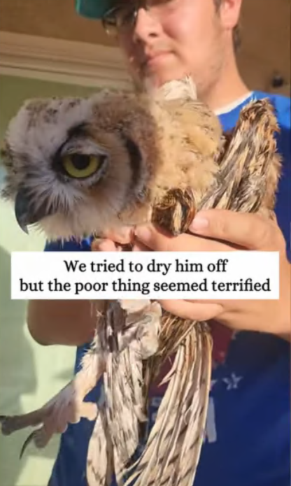 C2407006 Rescue drowning owl and then rescue part2