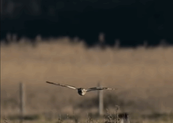 C2407007 Rescued a bird part 2