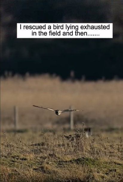 C2407007 Rescued a bird part 2